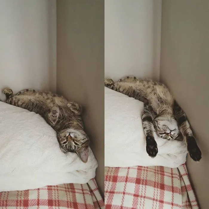 People Are Posting Pics Of Their Cats Stretching, And It’s Hilarious (198 Pics)
