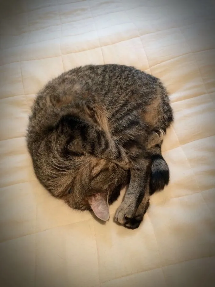 Sweet Dream