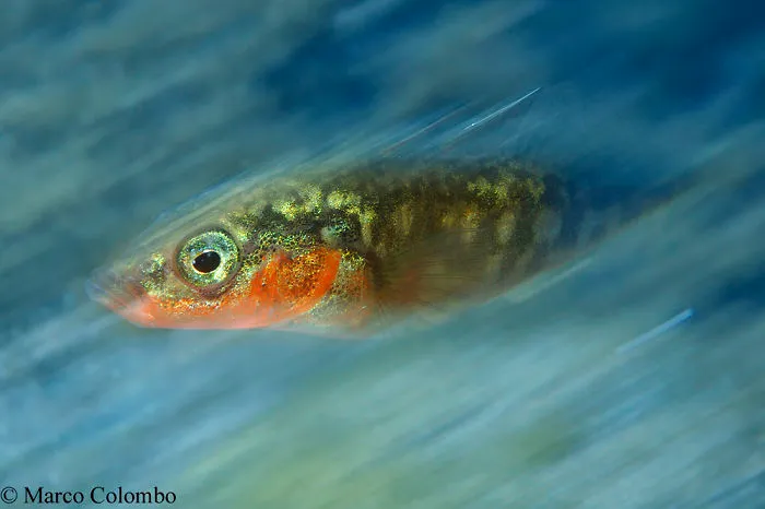 Male Stickleback (Gasterosteus Gymnurus) Showing Beautiful Breeding Colours