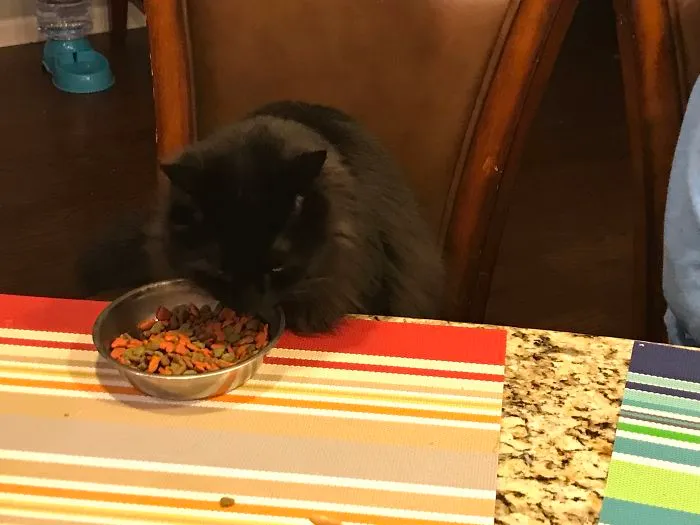 Murphy Our Rescue Cat Eats When My Son Sits At The Island.  He Doesn’t Climb On The Counter And Sits And Eats Meals With Us...