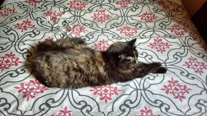 People Are Posting Pics Of Their Cats Stretching, And It’s Hilarious (198 Pics)