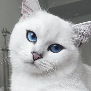 The Cat
