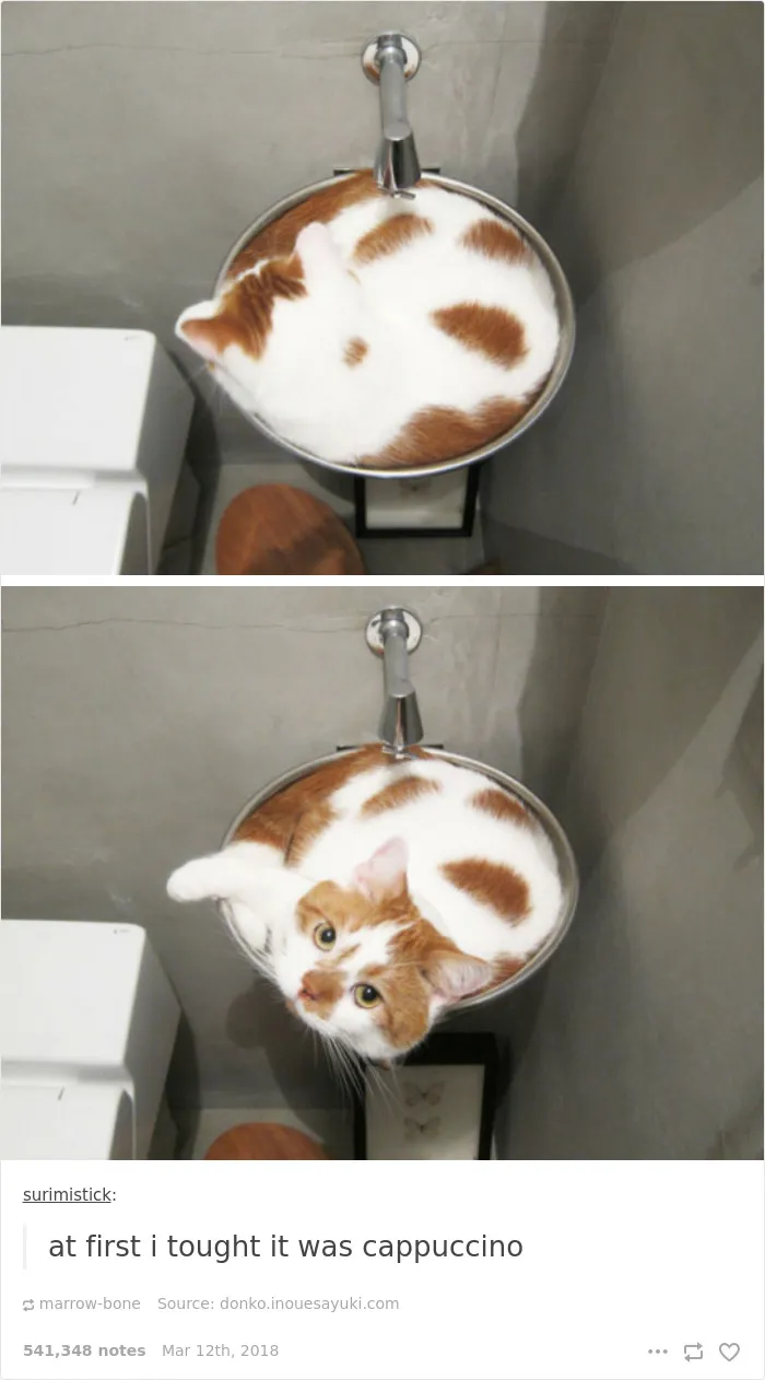 Gatuccino