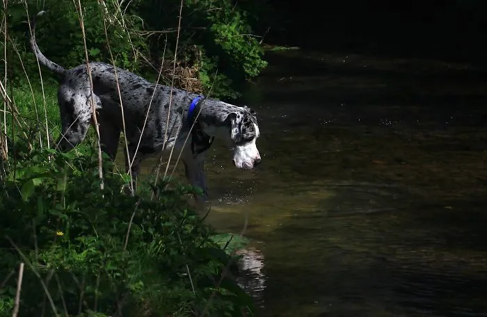 I Love Photographing Dogs Playing In And Around Water