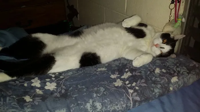 People Are Posting Pics Of Their Cats Stretching, And It’s Hilarious (198 Pics)