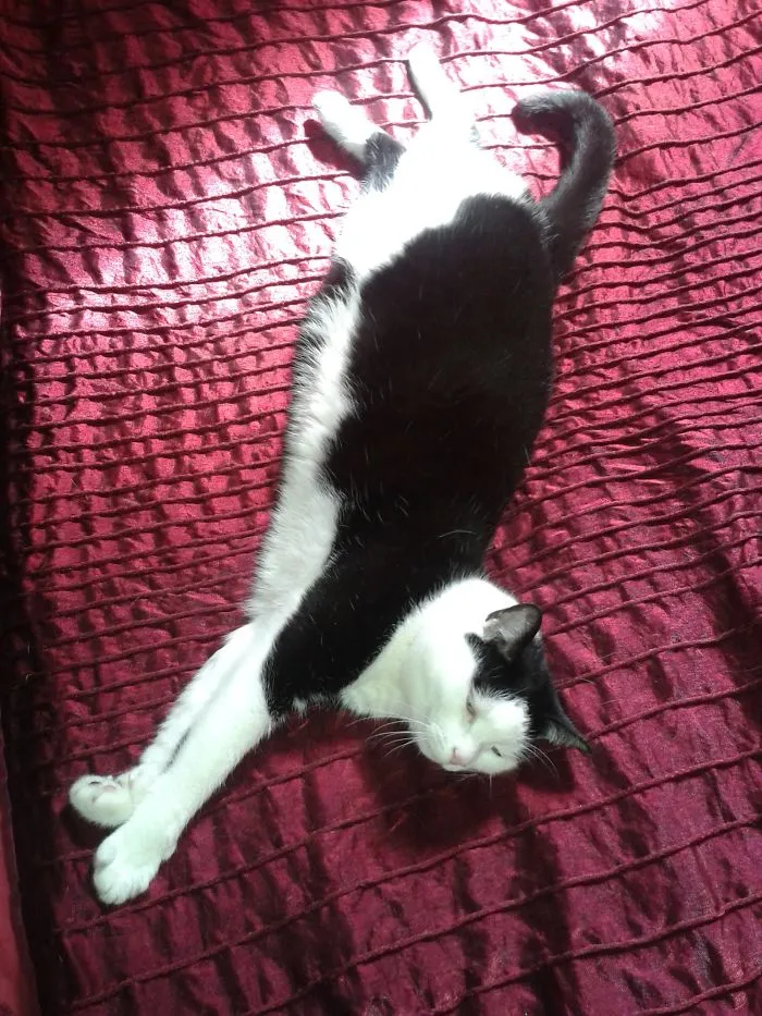 People Are Posting Pics Of Their Cats Stretching, And It’s Hilarious (198 Pics)
