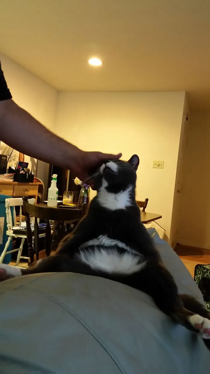People Are Posting Pics Of Their Cats Stretching, And It’s Hilarious (198 Pics)