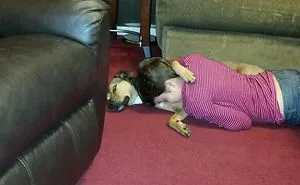 Dog Just Wants To Have His Cuddle Time.