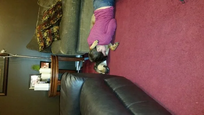 Dog Just Wants To Have His Cuddle Time.