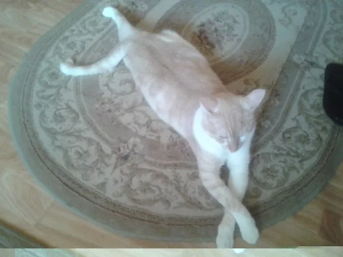 People Are Posting Pics Of Their Cats Stretching, And It’s Hilarious (198 Pics)