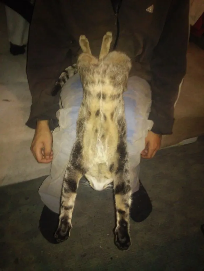 People Are Posting Pics Of Their Cats Stretching, And It’s Hilarious (198 Pics)