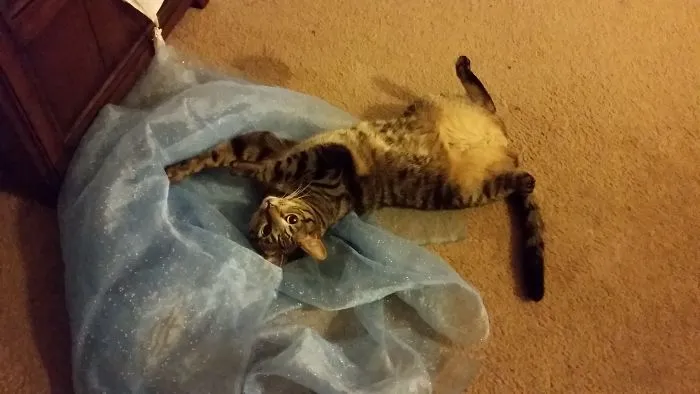 People Are Posting Pics Of Their Cats Stretching, And It’s Hilarious (198 Pics)