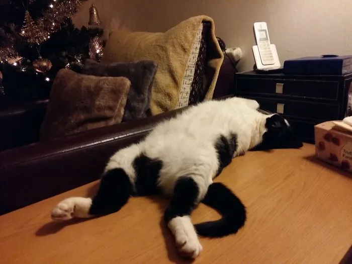 People Are Posting Pics Of Their Cats Stretching, And It’s Hilarious (198 Pics)