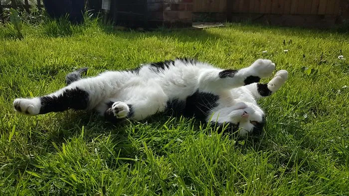 People Are Posting Pics Of Their Cats Stretching, And It’s Hilarious (198 Pics)