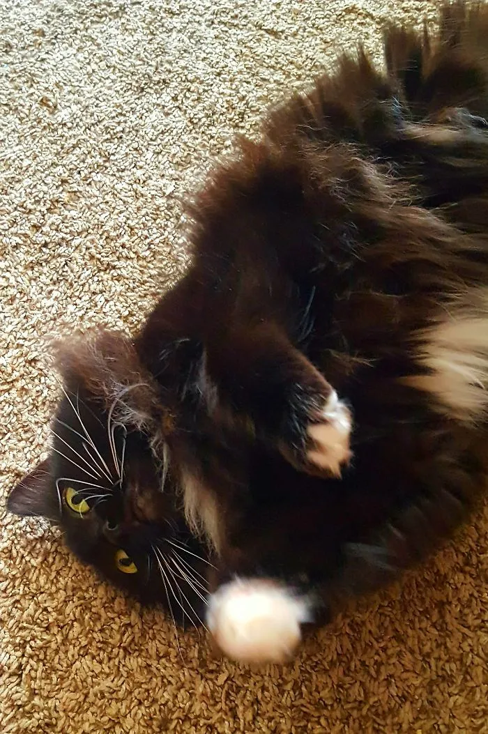 People Are Posting Pics Of Their Cats Stretching, And It’s Hilarious (198 Pics)