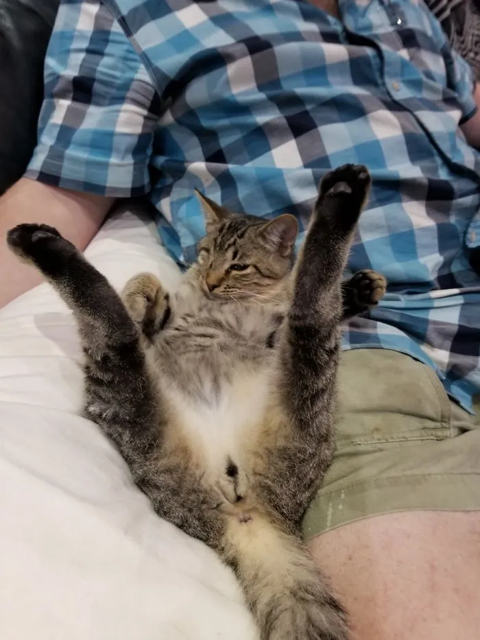 People Are Posting Pics Of Their Cats Stretching, And It’s Hilarious (198 Pics)
