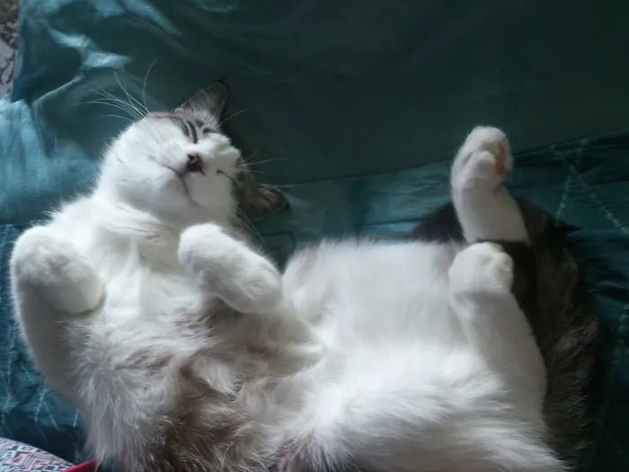 People Are Posting Pics Of Their Cats Stretching, And It’s Hilarious (198 Pics)