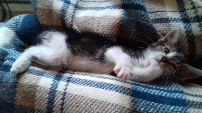 People Are Posting Pics Of Their Cats Stretching, And It’s Hilarious (198 Pics)