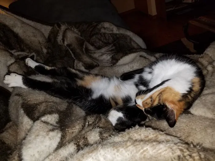 People Are Posting Pics Of Their Cats Stretching, And It’s Hilarious (198 Pics)