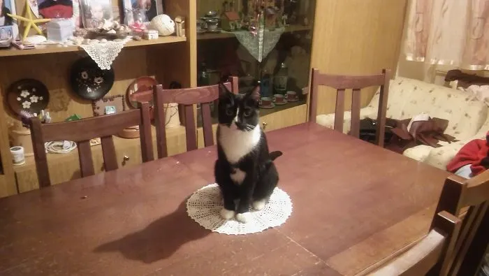 Meet My Cat Yoruichi Who Broke All The Rules