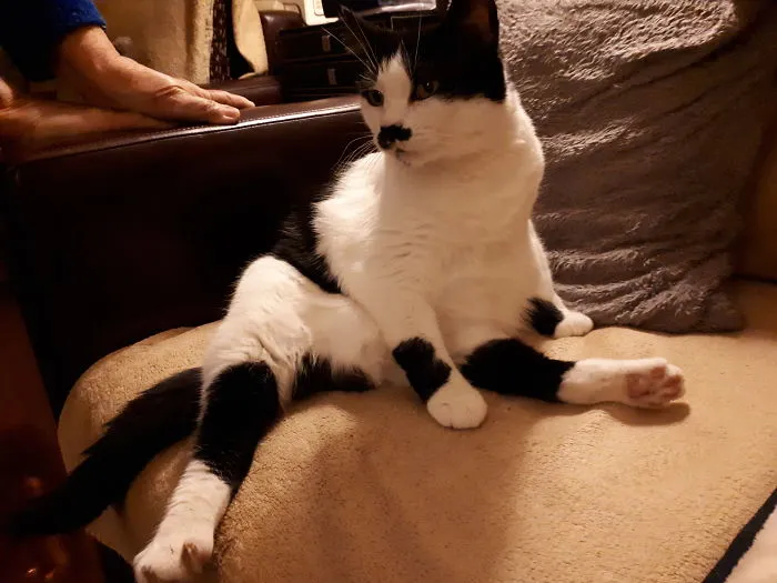 People Are Posting Pics Of Their Cats Stretching, And It’s Hilarious (198 Pics)