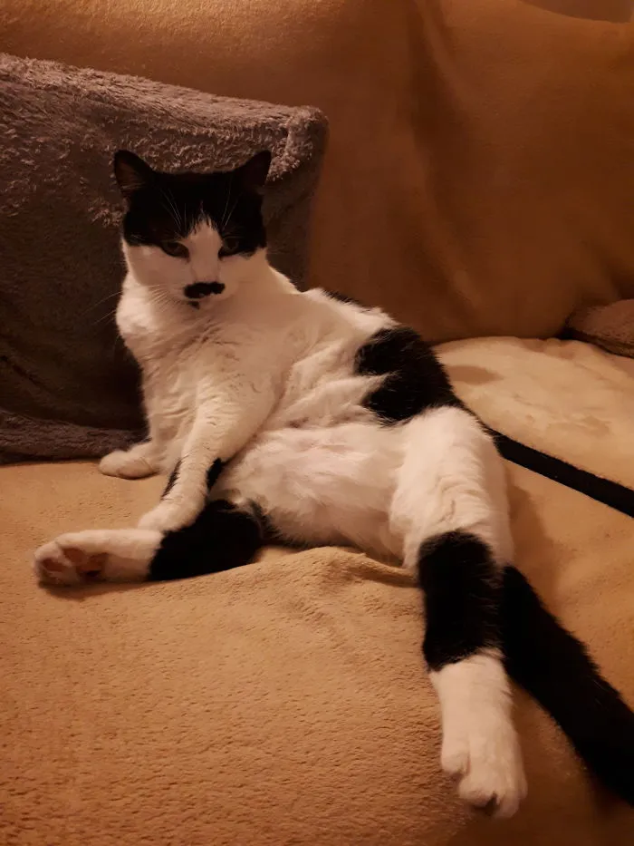 People Are Posting Pics Of Their Cats Stretching, And It’s Hilarious (198 Pics)