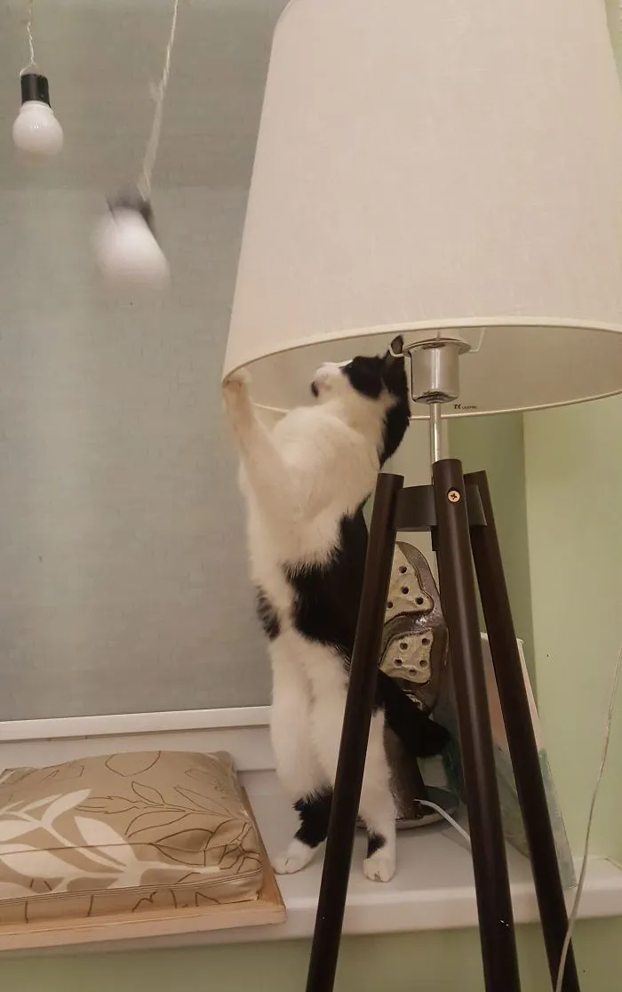 People Are Posting Pics Of Their Cats Stretching, And It’s Hilarious (198 Pics)