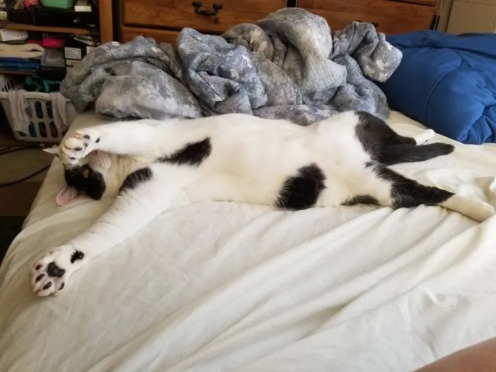 People Are Posting Pics Of Their Cats Stretching, And It’s Hilarious (198 Pics)