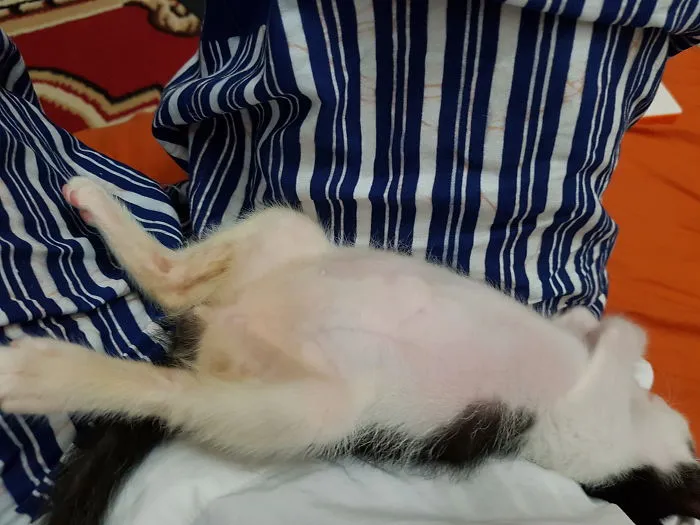 People Are Posting Pics Of Their Cats Stretching, And It’s Hilarious (198 Pics)