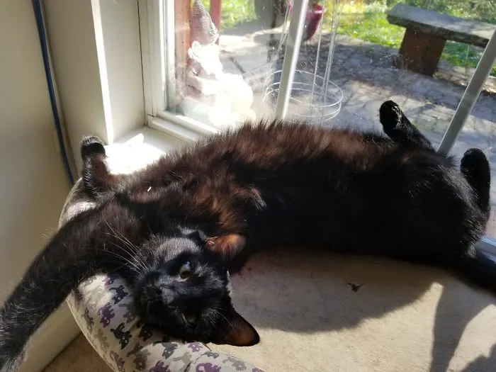 People Are Posting Pics Of Their Cats Stretching, And It’s Hilarious (198 Pics)