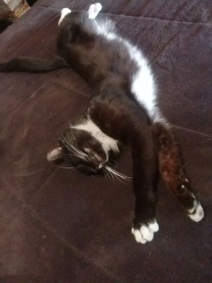 People Are Posting Pics Of Their Cats Stretching, And It’s Hilarious (198 Pics)