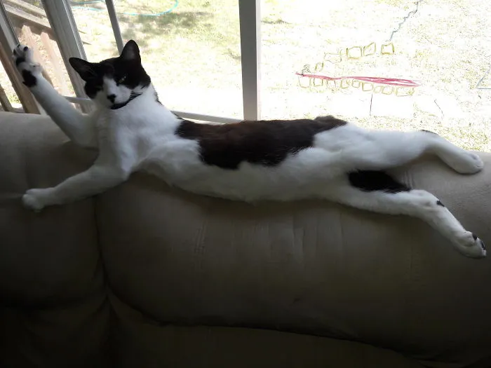People Are Posting Pics Of Their Cats Stretching, And It’s Hilarious (198 Pics)