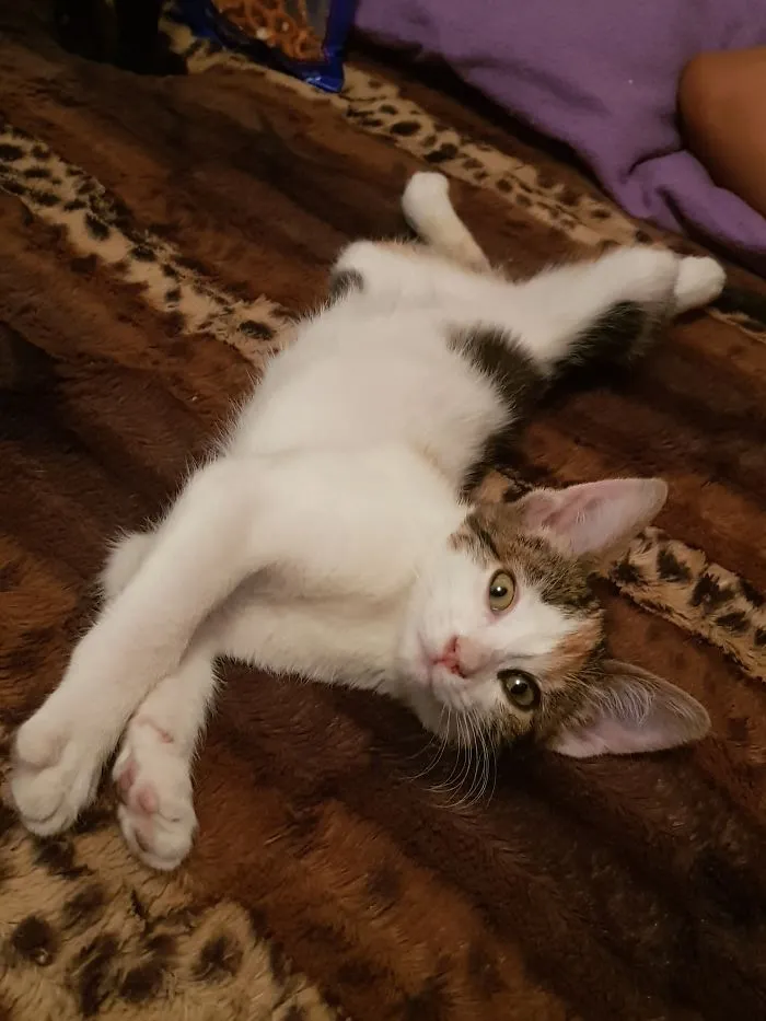 People Are Posting Pics Of Their Cats Stretching, And It’s Hilarious (198 Pics)