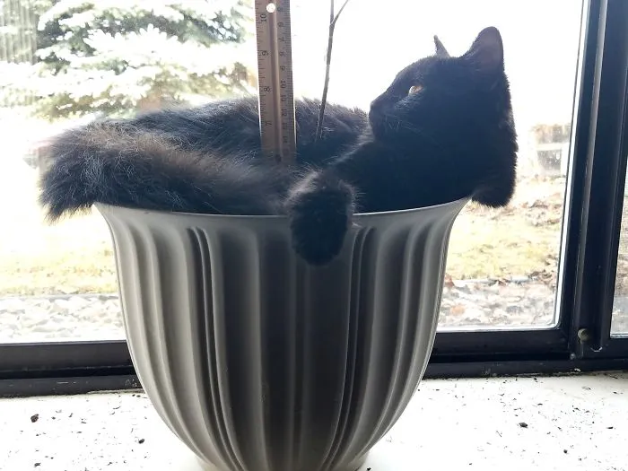 Explains Why I Can't Keep My Plant Alive!