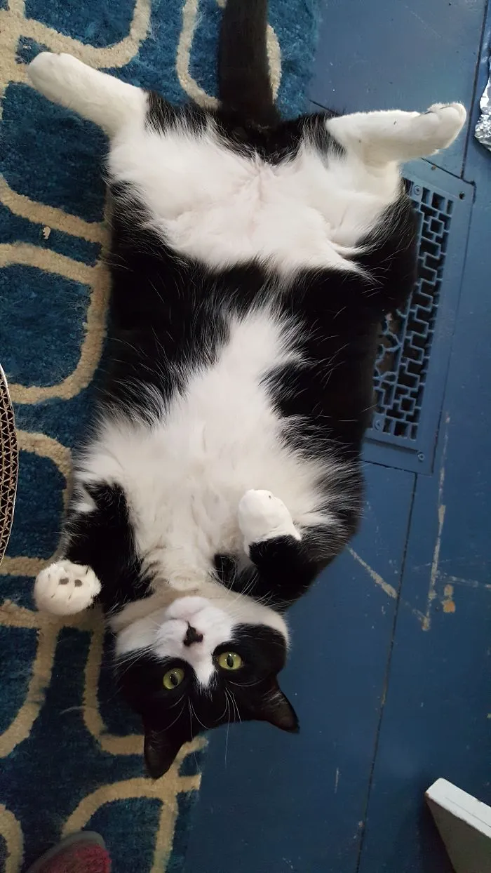 People Are Posting Pics Of Their Cats Stretching, And It’s Hilarious (198 Pics)