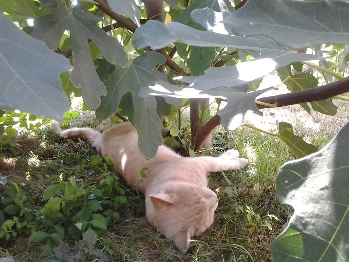 People Are Posting Pics Of Their Cats Stretching, And It’s Hilarious (198 Pics)