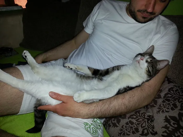 People Are Posting Pics Of Their Cats Stretching, And It’s Hilarious (198 Pics)