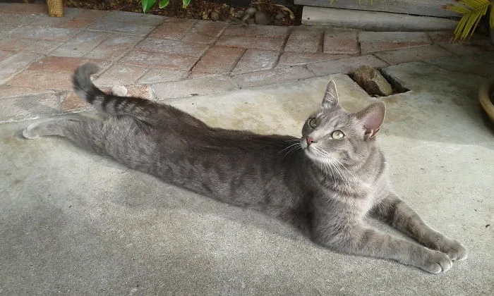 People Are Posting Pics Of Their Cats Stretching, And It’s Hilarious (198 Pics)