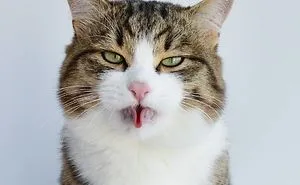 Rexie, The Cat With Human-Like Expressions
