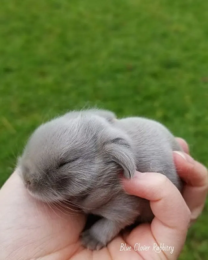 93 Handfulls Of Cute Baby Bunnies That Will Melt Your Heart