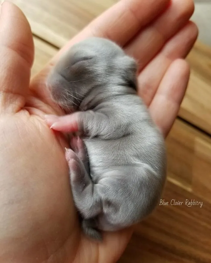93 Handfulls Of Cute Baby Bunnies That Will Melt Your Heart