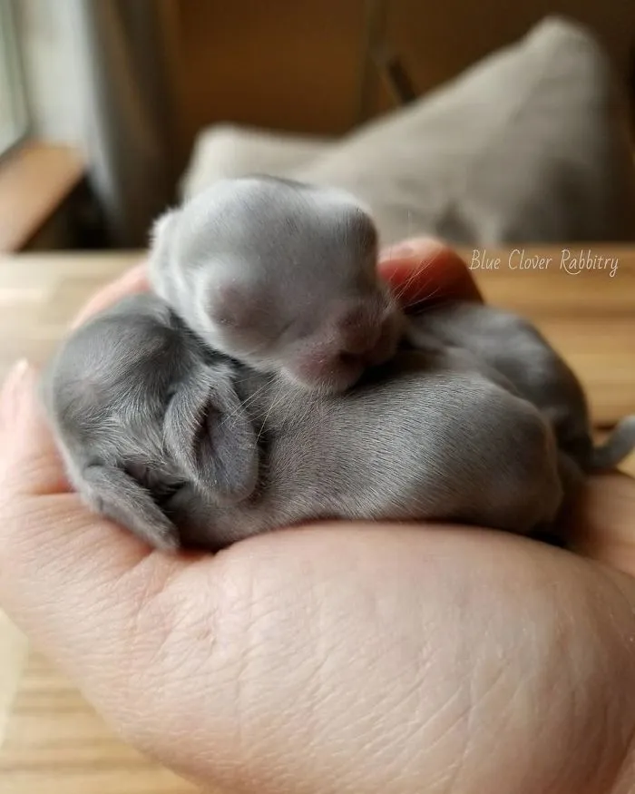 93 Handfulls Of Cute Baby Bunnies That Will Melt Your Heart
