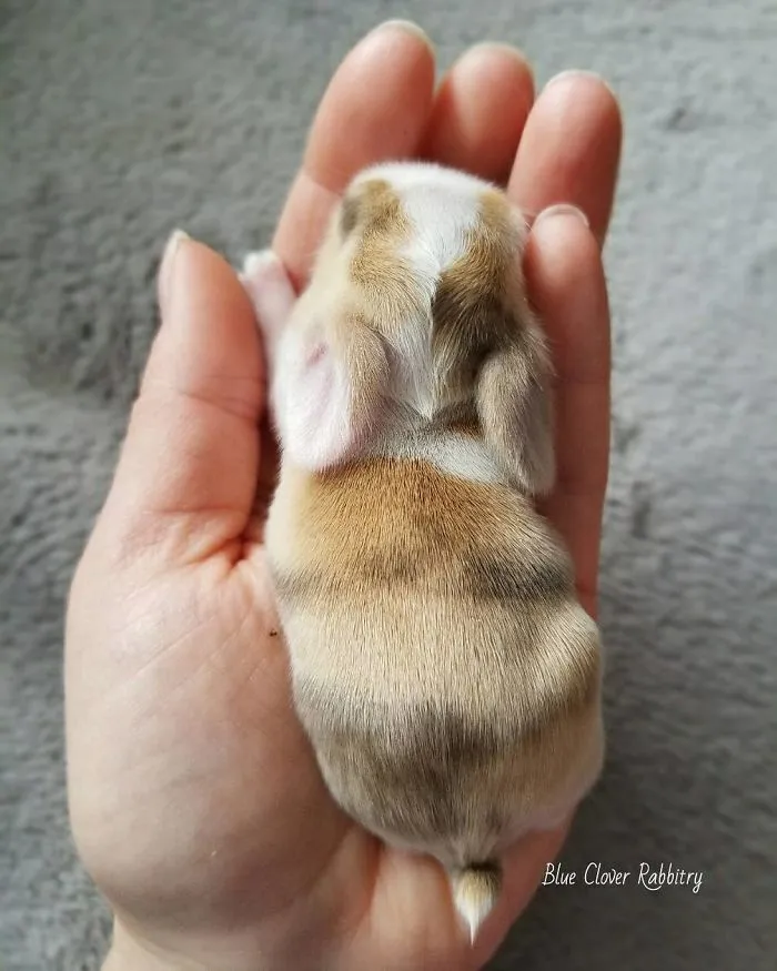 93 Handfulls Of Cute Baby Bunnies That Will Melt Your Heart