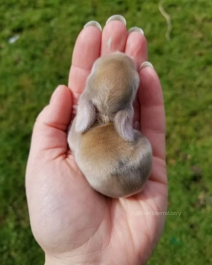 93 Handfulls Of Cute Baby Bunnies That Will Melt Your Heart