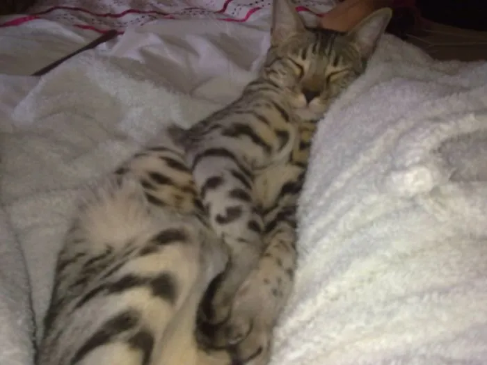 People Are Posting Pics Of Their Cats Stretching, And It’s Hilarious (198 Pics)