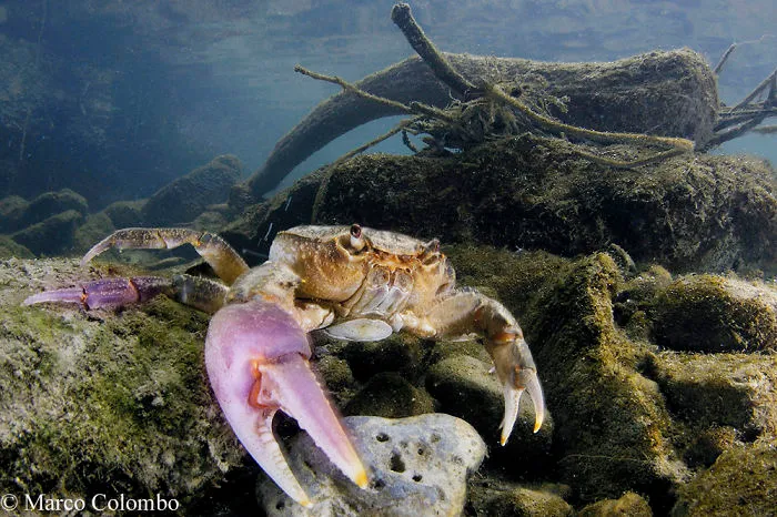 River Crab (Potamon Fluviatile) Female Showing Vivid Violet Colours