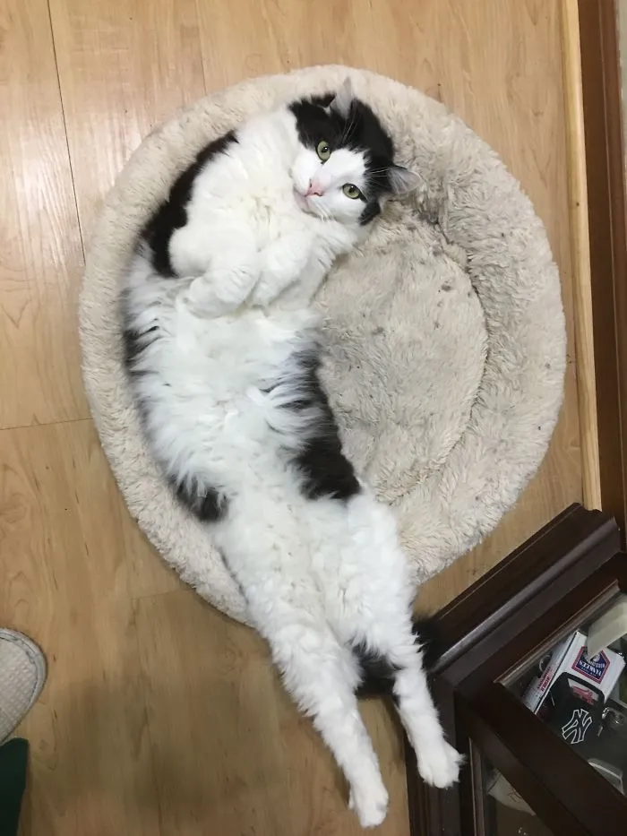 People Are Posting Pics Of Their Cats Stretching, And It’s Hilarious (198 Pics)