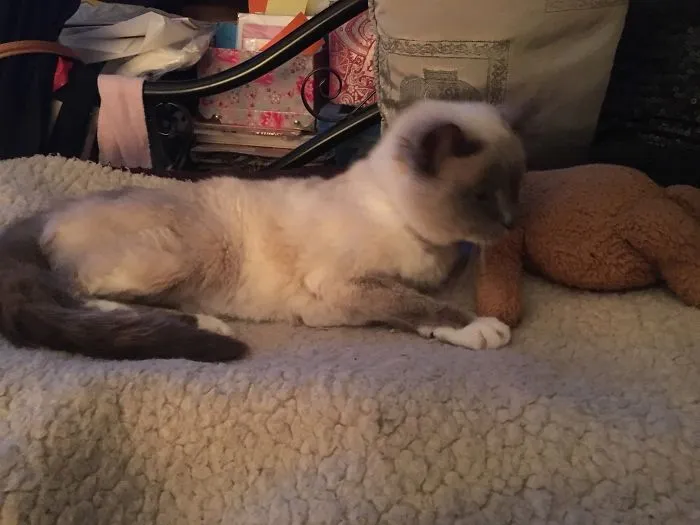 People Are Posting Pics Of Their Cats Stretching, And It’s Hilarious (198 Pics)