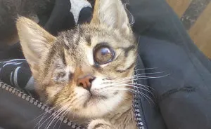 Guy Finds A Dying Kitten With Only One Eye In The Streets, Does Everything He Can To Save Her Life