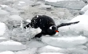 Penguin Life In Antarctica (Caution: Gruesome Images(